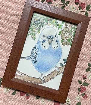 Amazon.co.jp: 色鉛筆画 リアル可愛いセキセイインコ色鉛筆画